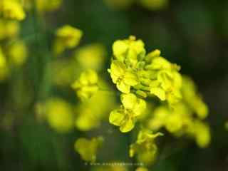 油菜花静物特写桌面壁纸