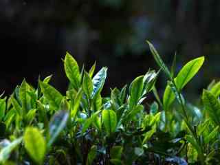 茶文化—绿油油的茶叶嫰条桌面壁纸