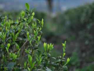 茶文化—郁郁葱葱的茶叶桌面壁纸