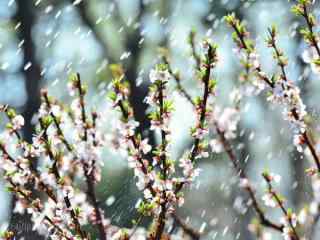 雨水打在桃花上桌面壁纸