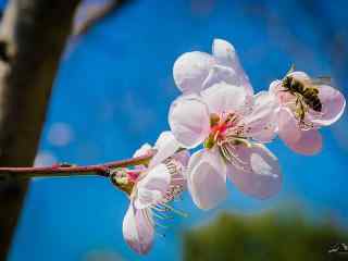 蜜蜂停留在桃花上桌面壁纸