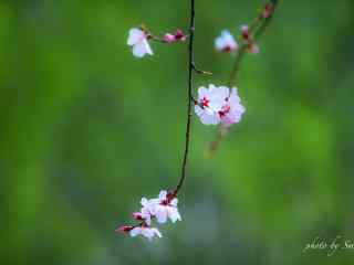 绿色小清新桃花桌面壁纸