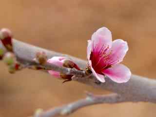 春日唯美桃花桌面壁纸