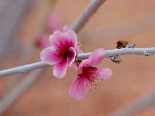 春日桃花桌面壁纸