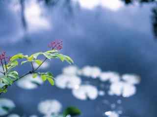 唯美春日小清新植物桌面壁纸