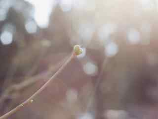 小清新嫩芽植物图片壁纸