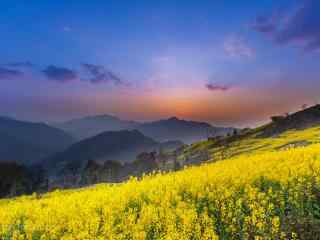 夕阳下的油菜花花田桌面壁纸