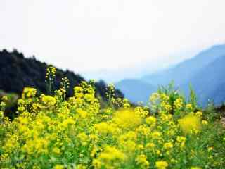 小清新好看的油菜花桌面壁纸