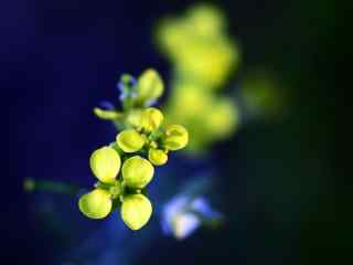 唯美油菜花花海桌面壁纸