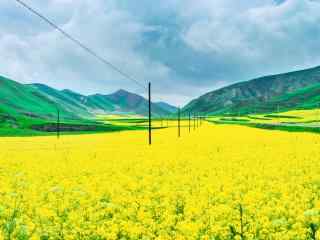 唯美小清新油菜花花海桌面壁纸