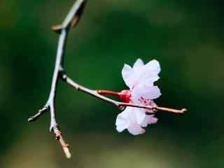 绿色护眼桃花桌面壁纸