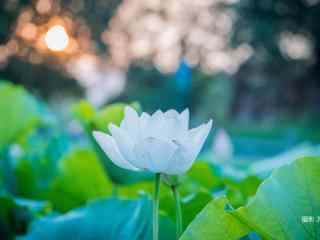 唯美落日下的盛开莲花桌面壁纸