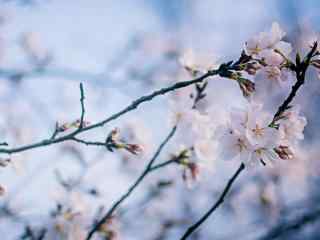 唯美浪漫春日樱花桌面壁纸