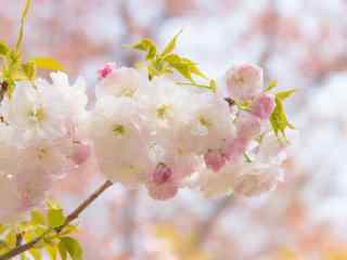 花团锦簇的粉色樱花桌面壁纸