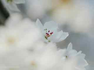 春日若影若现的桃花林桌面壁纸