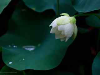 雨水拍打下的水芙蓉桌面壁纸