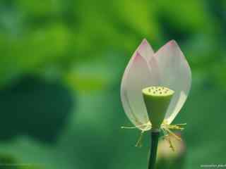 荷塘里的水芙蓉花瓣桌面壁纸