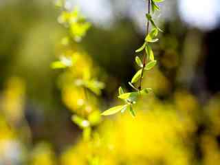 清明节习俗-柳树嫩芽桌面壁纸