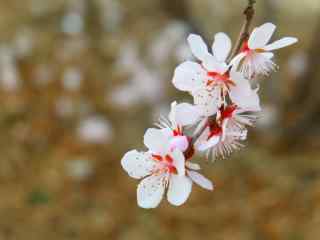 小清新的桃花图片桌面壁纸