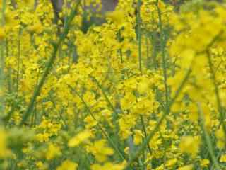 春日踏青唯美油菜花图片壁纸