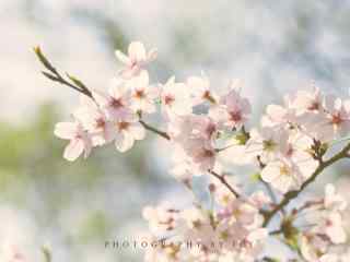 春日踏青唯美鲜花桌面壁纸