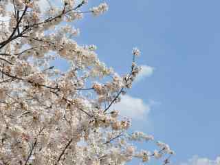 春日踏青美丽的花朵图片壁纸