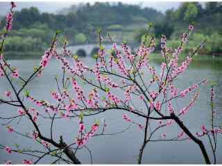 春日踏青唯美桃花图片壁纸