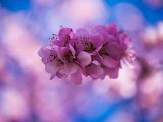 春日踏青唯美鲜花图片壁纸