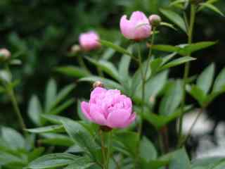 绿色护眼粉色芍药花桌面壁纸