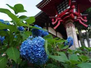 京都庙下的紫色绣球花桌面壁纸