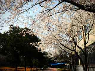 西府海棠花树桌面壁纸