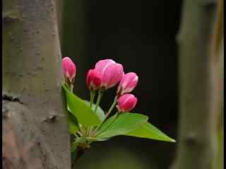 一束西府海棠花花苞桌面壁纸