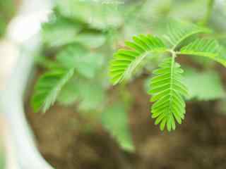 小清新绿色植物盆栽桌面壁纸