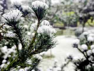 大雪积压在松树上桌面壁纸