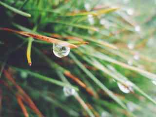 小清新雨水拍打在松树针桌面壁纸