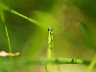 小清新绿色植物唯美桌面壁纸