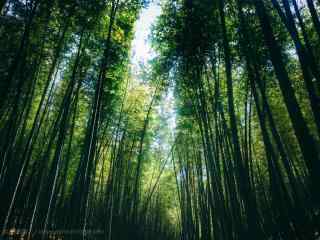 郁郁葱葱的莫干山竹林桌面壁纸