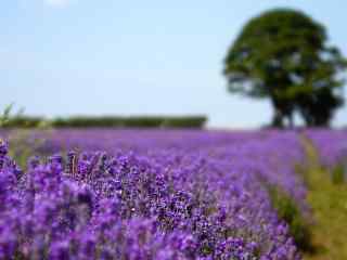 小清新薰衣草花海桌面壁纸