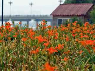 橘红色的忘忧草花海桌面壁纸