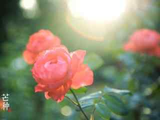 芒种节气之唯美鲜花桌面壁纸