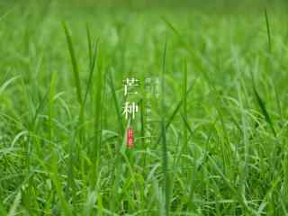 芒种节气之清新草地桌面壁纸