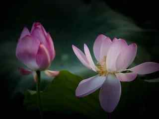 美丽的芙蓉莲花壁纸