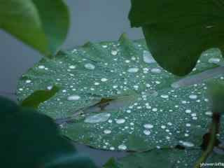 小清新雨水拍打在荷叶上桌面壁纸