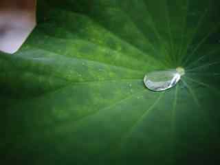 小清新绿色荷叶上的雨珠桌面壁纸