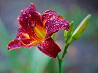 雨水打湿了的萱草花桌面壁纸