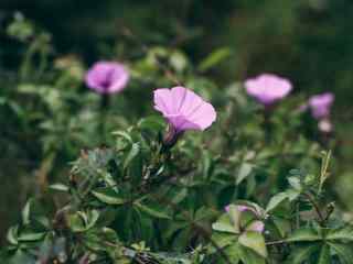 绿色护眼牵牛花花海桌面壁纸