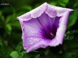 雨水拍打在牵牛花上桌面壁纸