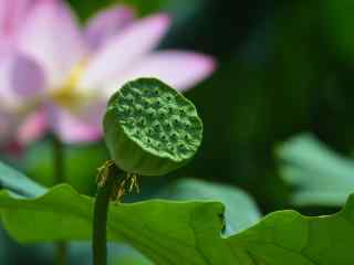 绿色护眼荷花塘里莲蓬桌面壁纸