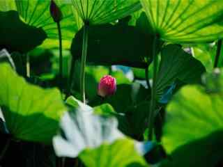 承德莲花池中的莲花壁纸