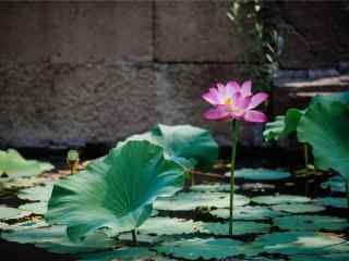 夏日承德莲花唯美风景壁纸